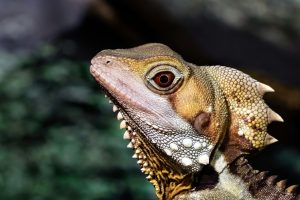 Top 5 Best Live Dragon Tiger Online: Tested & Ranked for Indian Players (2026)